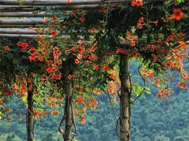 熟悉而陌生的“凌霄花”，掐个枝埋花盆，几年吃掉你的房，太猖狂