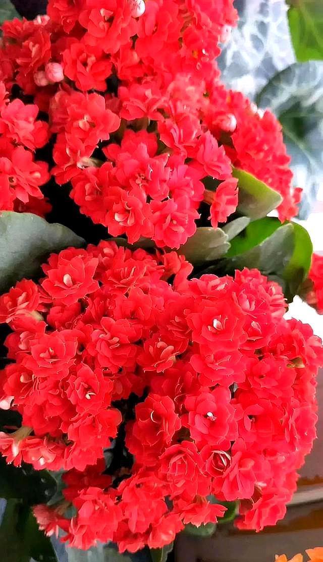 长寿花到了现在,还是不开花,几个原因告诉你,让它快速出花苞!