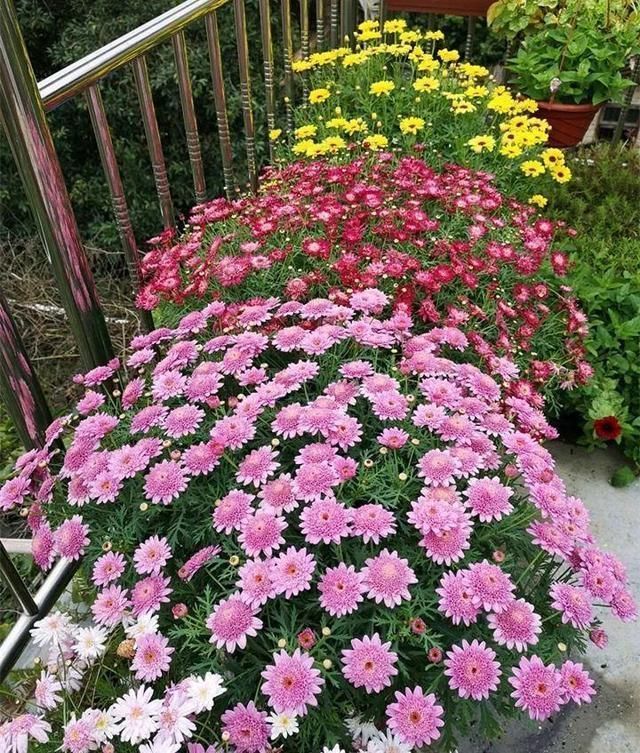 盆栽|夏天别买4种花,一拿回家就“掉花苞”,搞不好还烂根