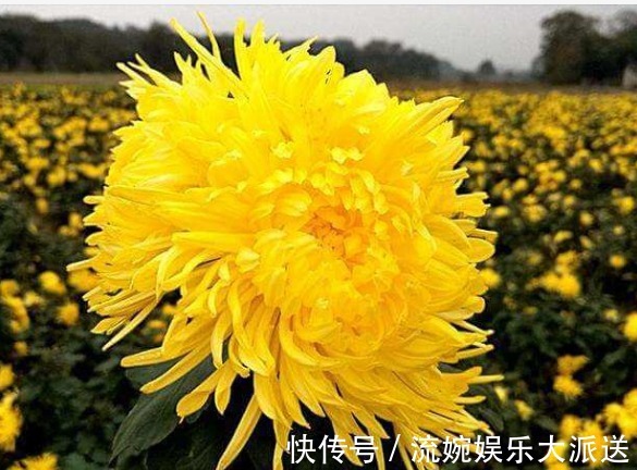 菊花|喜欢菊花,不要错过“3种”金菊,金光灿灿,艳压群芳,高贵优雅