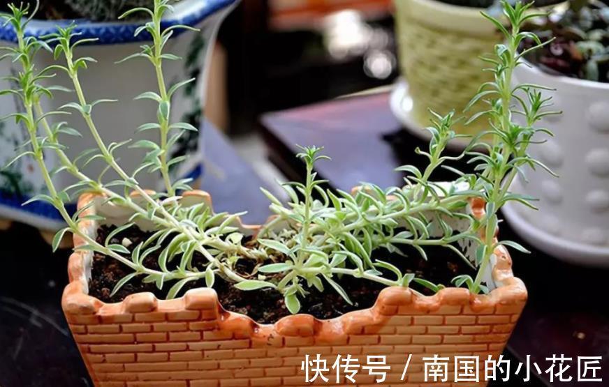 植物|绿化带里的这种土是养花“极品土”，走过路过不能错过！
