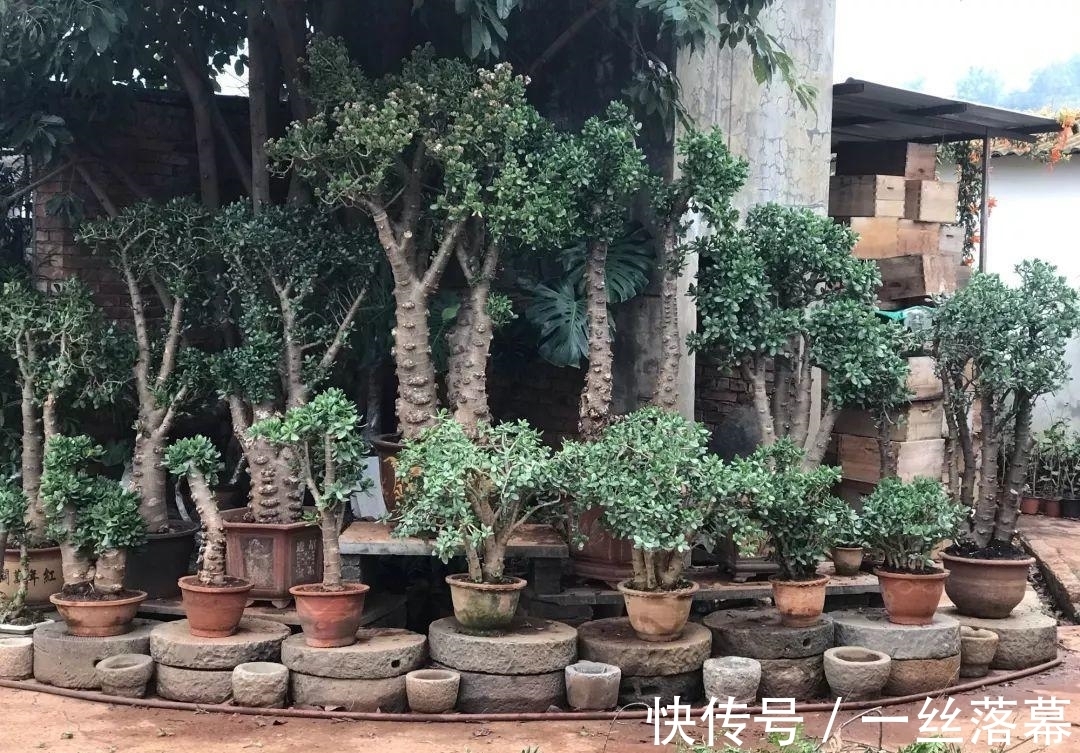 库拉索芦荟|7种“富贵花”,客厅养一盆很合适,越养越值钱,能活一百年