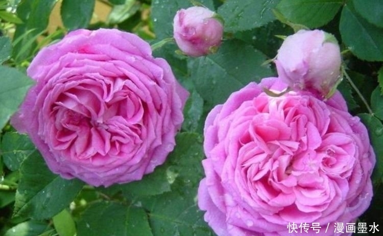 4种花是“开花能手”,开花特漂亮,花香四溢,好养易活!