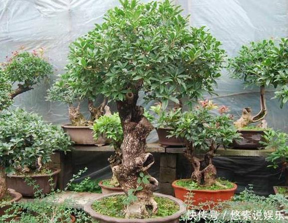 养护|什么发财树、平安树,都不如“2种树”,养成老桩后,很值钱!