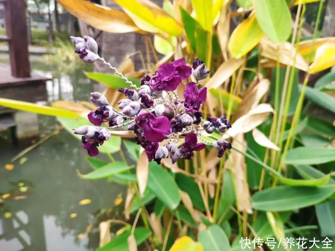 叶片|10种花太能喝水，一天一瓢水，7天爆满缸