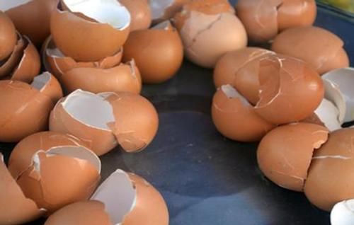 鸡蛋壳于养花而言，就是理想的防御工事、养分、容器