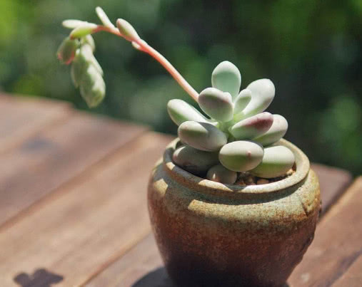 多肉桃美人圆润肥硕,教你养桃美人的3个小妙招,生长旺盛还漂亮