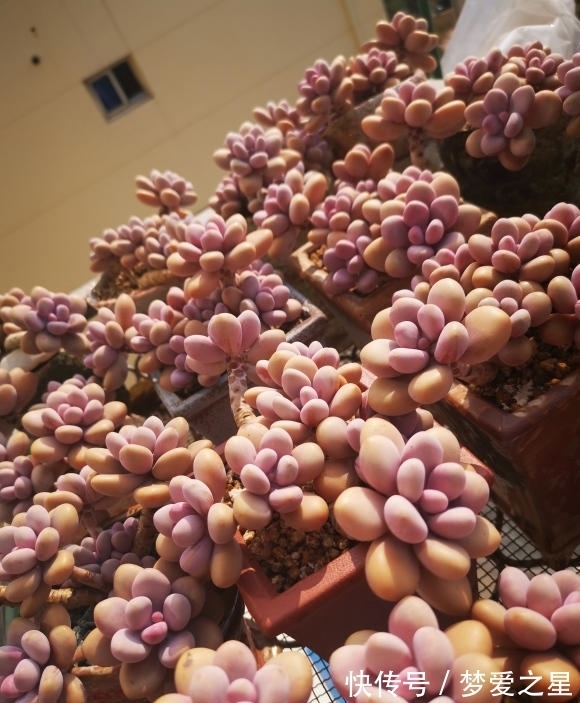 桃蛋养出“丸叶”,选用拇指盆,土里加点颗粒肥,嗖嗖胖成球