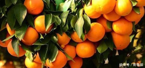 柑橘|别嫌它丑, 却是肝脏“保护神”, 每天吃点, 排毒养肝, 肝病不来扰