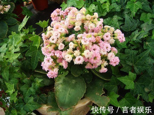 电视机|养长寿花,这三个位置就是“死亡之地”,放一盆死一盆