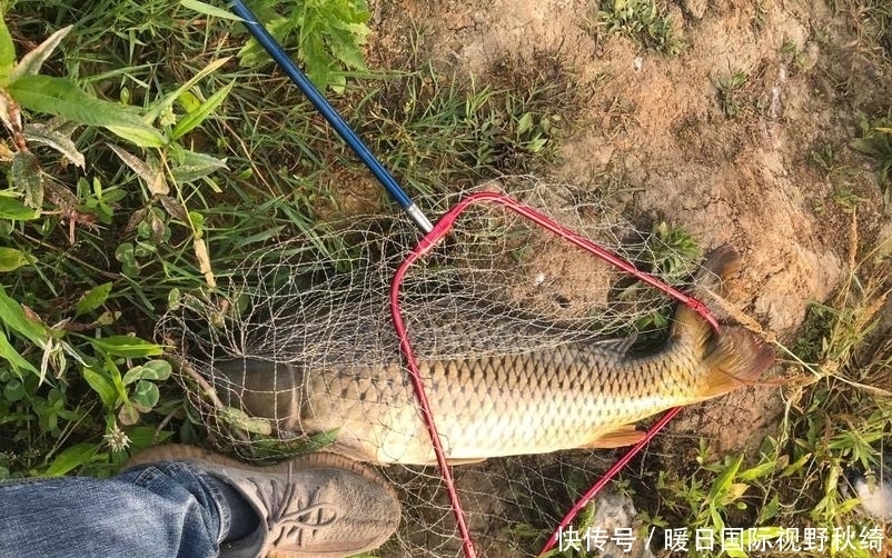 夏季|夏季想钓大鲤鱼,窝料里加点它,诱鱼效果轻松翻倍