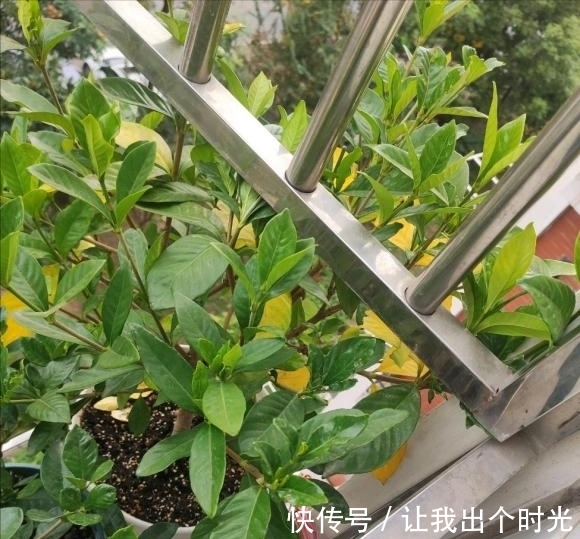 栀子花真难养?避开“3不要”,挤满大花苞,冬天也开爆