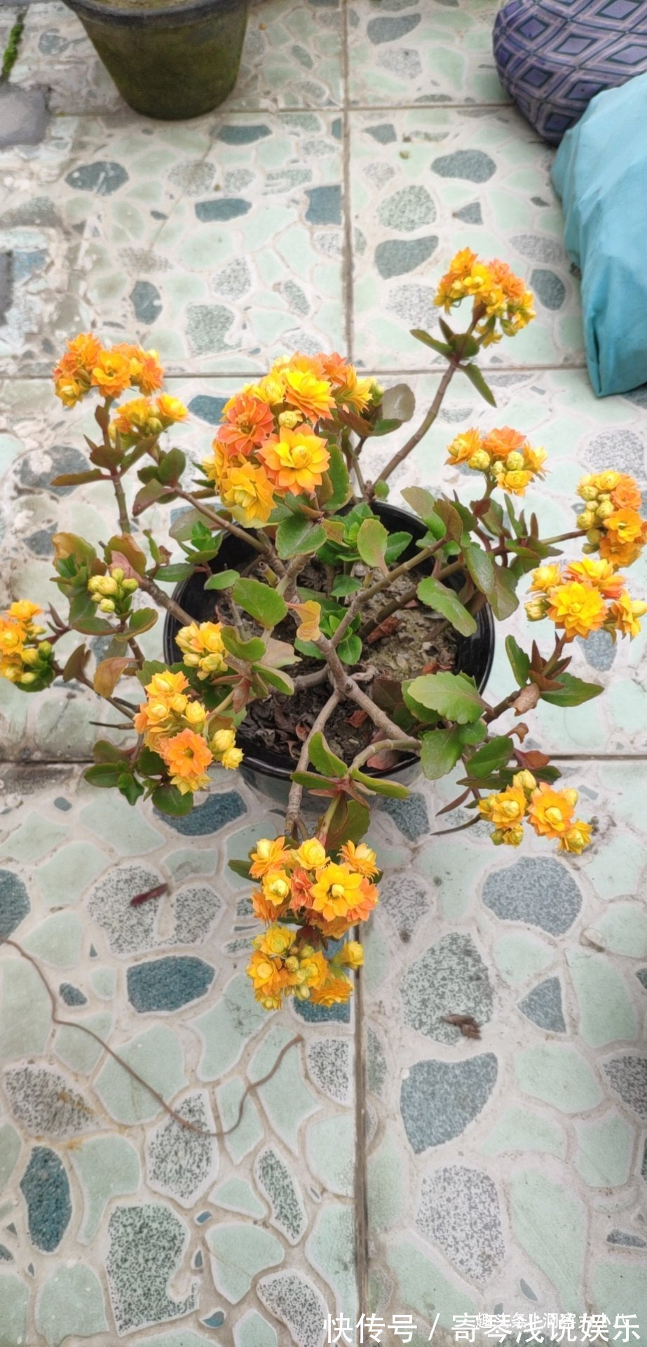 六月养长寿花,这“三位置”提前剪一剪,顺利度夏,天凉开花早