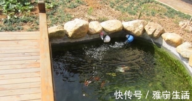 鱼池|有庭院的人都开始造景观鱼池了美哭了,回家也要挖一个