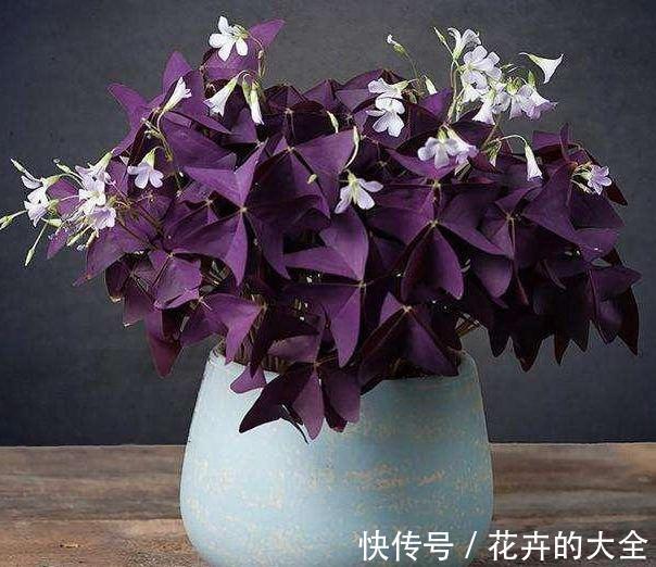 7种适合养在窗台上的花，不但花期长，开花漂亮还都超好养