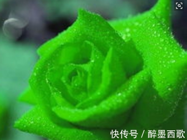 喜欢养花，不如养盆世界上最奇特的花：绿玫瑰，花色青碧美过翠玉