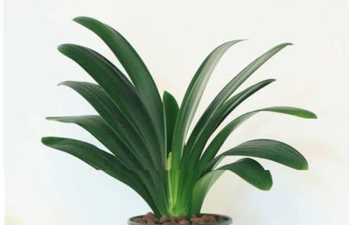 养君子兰几十年，始终就用一种土两种肥，实践出真知