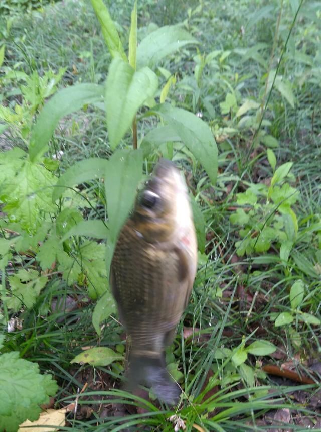 浮漂|野钓小技巧浮漂做一个小改动,惊鱼几率大降