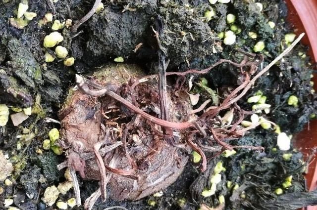 6种花一天不浇水,叶子就耷拉,缺水3天就死翘