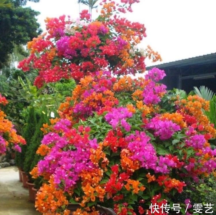 居家就养此款花卉,不闻不问,花开爆盆美如花,花朵大、花期长