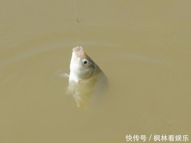 钓鱼|弄明白这几句话,野钓找鱼窝,简直易如反掌