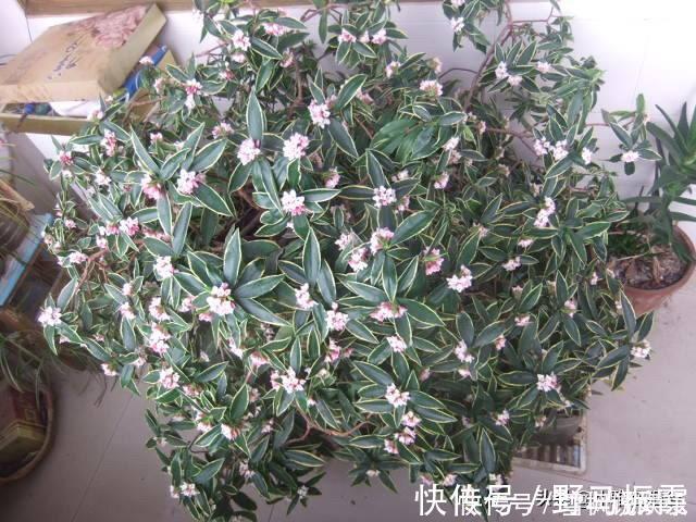 养花|家中常见一种料，花盆里放一勺，就是万能肥，养花非常赞，呼呼长