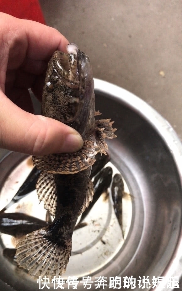 水电站下钓获一群“大嘴黑鱼”,老乡:新安江最好吃的鱼