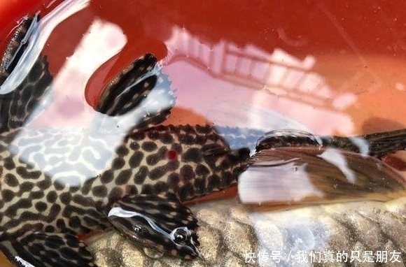 鲶鱼|野湖钓回一条鱼，放进家里水池，结果池子里的鱼全死了！