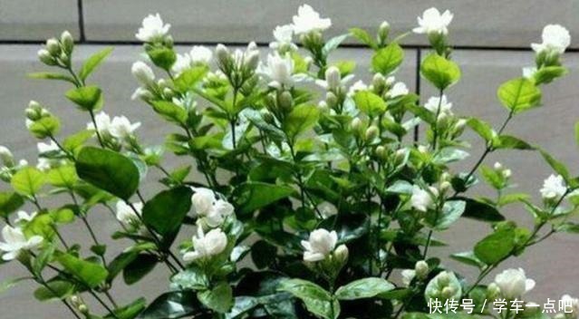茉莉花枝叶稀疏,黄叶落叶开花少四个技巧促进它花开满枝长势旺!