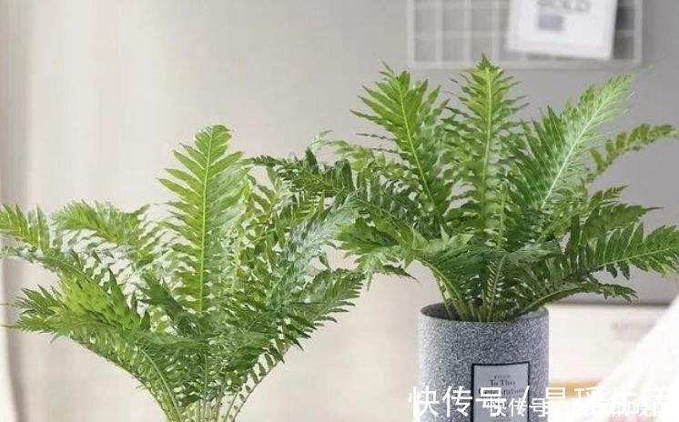 幸福树|客厅最适合养3种花,漂亮还能“旺财、旺运”,一养就上瘾