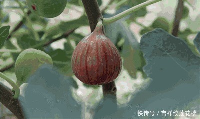 无花果的时|无花果绿皮好,还是紫皮好?买无花果记住此3点,果肉香甜软糯