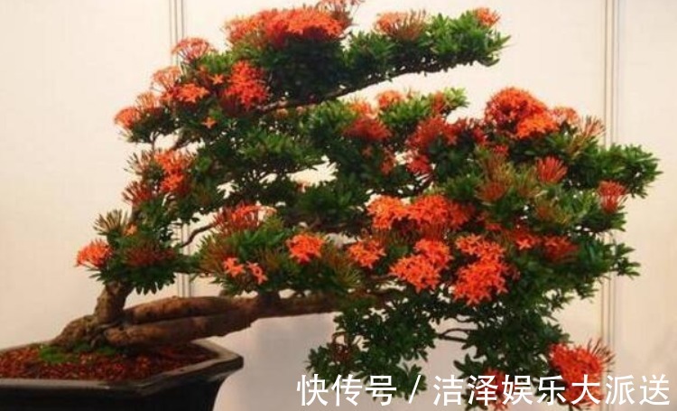 枫树|这“几种花”很便宜，养成“盆景”后，变身为“高价”盆栽！