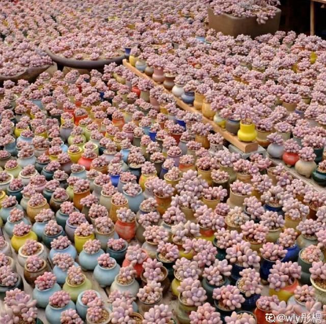 从小|养了5年多肉,从小白变成大神,这些经验送你了