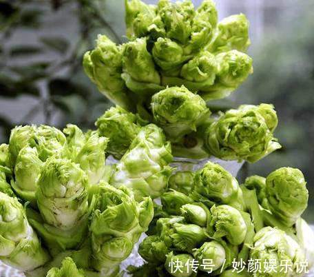 人称“母子菜”，口味清香炒肉是一绝，不知有那么多作用，可种吗