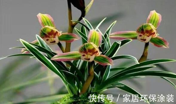 建兰|高贵典雅,曾1苗卖万元,如今平民价,花叶带“金边”,值得买