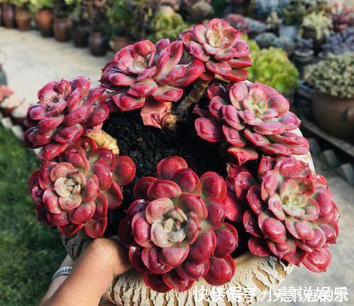 杂交品种|20款高贵梦幻紫色多肉，养一盆“紫气东来”，总有一款是你喜欢的
