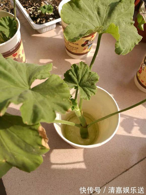 泡水|3种枝条泡水里,10天长根,一次开花100朵,水培成活率更高!