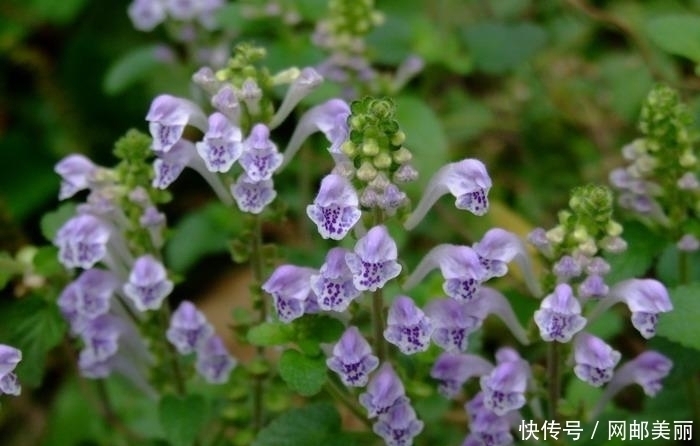 心血管|它是农村“救命草”,治心血管,清热解毒,祛毒健体,你认识吗