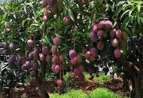 维生素c|女性减肥，推荐多吃以下食物，美容护肤，降压减脂，清理体内毒素