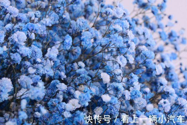 农历九月二十五霜降后，养什么花？以下3种花，吉祥如意财运滚滚