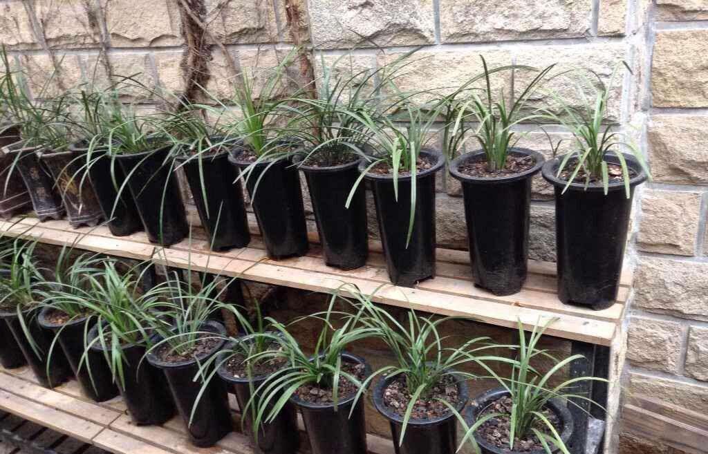 兰花|新网购来的兰花你知道如何上盆吗,上错盆立马死给你看