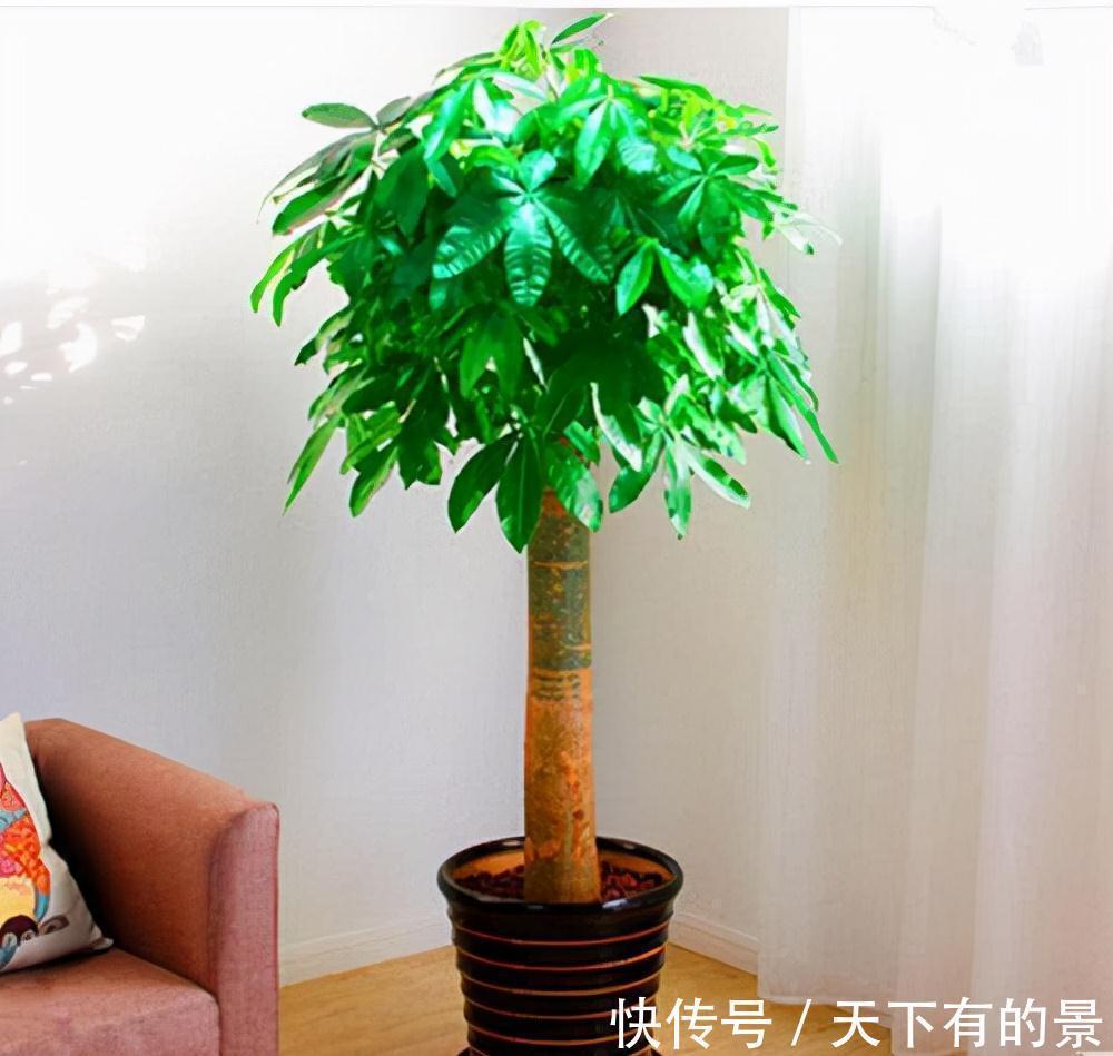 复合肥|“穷养”5种花,用小花盆栽种,多晒少管更利于生长,又美又值钱