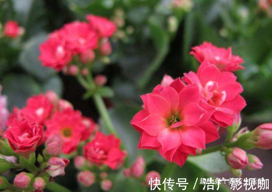 浇水|长寿花“浇水”方法,学会后根系不腐烂,生长状态好!