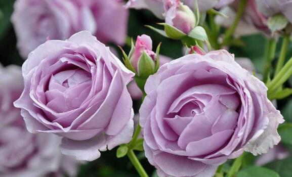 适合秋天养护的花卉,花期长颜值高,晒晒太阳开花一茬又一茬