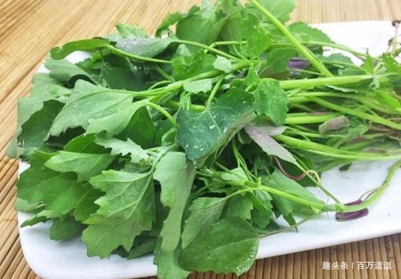 灰灰菜|“免费的天然钙片”，孩子常吃个子长得快！牛奶鸡蛋都比不上