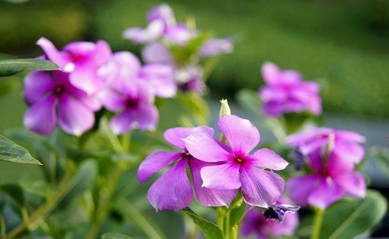 4种花对待新手很友好,随便一养成花海,一开就是300多天