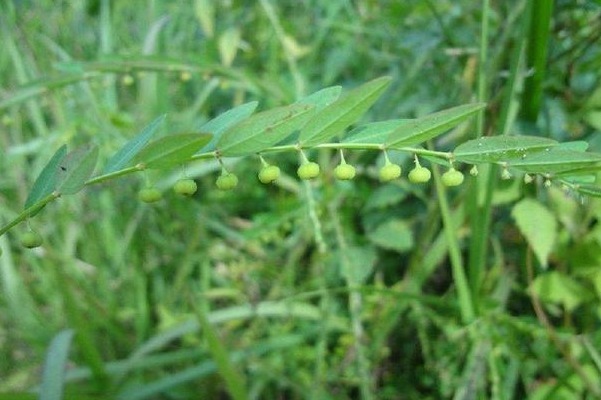 人称阴阳草,听其名都害怕,如今能见到的是有福之人