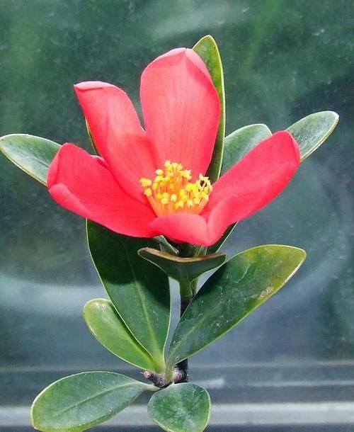 花期最长的茶花，四季茶花怎么养护知道吗？注意几点四季都能开花