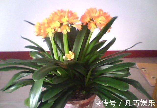 君子兰浇点“薄肥水”,疯长如白菜,冒出十个芽,变成“大群兰”