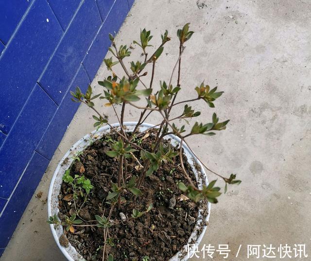 公认“难养”的5种花,没有10年以上的养花经验,建议别买